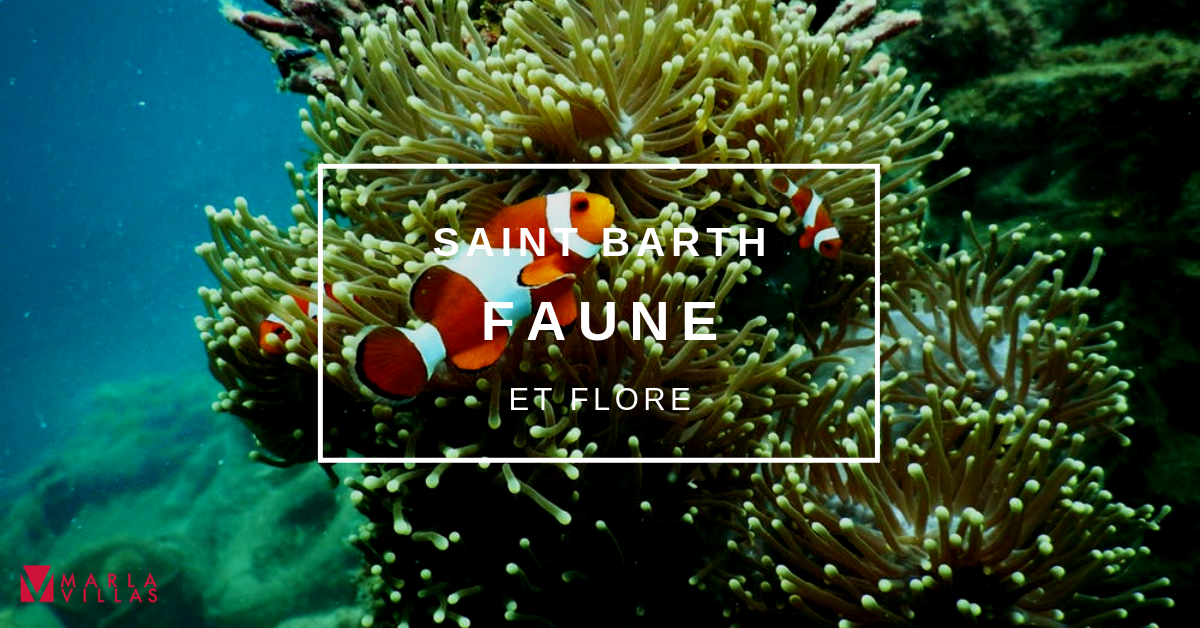 Saint Barth Faune et Flore